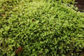 Attēlu rezultāti vaicājumam “Lophocolea coadunata”