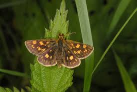 Attēlu rezultāti vaicājumam “Carterocephalus palaemon underside”