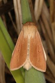 Attēlu rezultāti vaicājumam “Mythimna flammea”