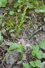 Attēlu rezultāti vaicājumam “Malaxis monophyllos leaf”
