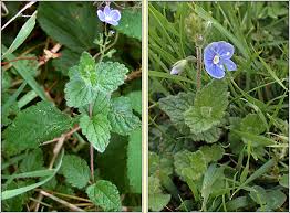 Attēlu rezultāti vaicājumam “Veronica chamaedrys leaf”