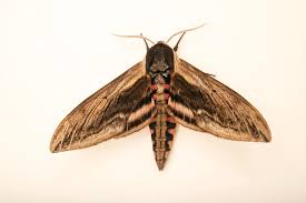 Attēlu rezultāti vaicājumam “Sphinx ligustri”