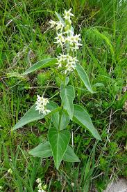 Attēlu rezultāti vaicājumam “Vincetoxicum hirundinaria flower”