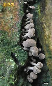 Attēlu rezultāti vaicājumam “Phleogena faginea”