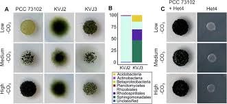 Attēlu rezultāti vaicājumam “Nostoc pruniforme macro”