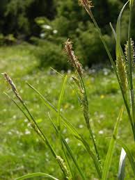 Attēlu rezultāti vaicājumam “Carex hirta”