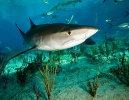 Image result for Galeocerdo cuvier