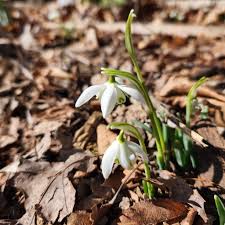 Attēlu rezultāti vaicājumam “Galanthus nivalis bud”