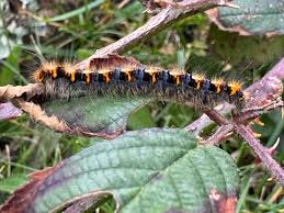 Attēlu rezultāti vaicājumam “Lasiocampa quercus larva”