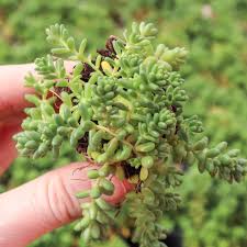Image result for Sedum album `Coral Carpet`
