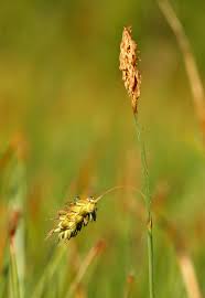 Attēlu rezultāti vaicājumam “Carex limosa fruit”