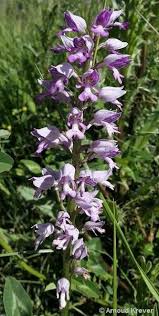 Attēlu rezultāti vaicājumam “Orchis militaris”
