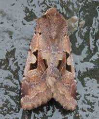 Attēlu rezultāti vaicājumam “Orthosia gothica”