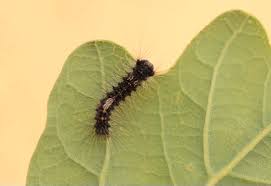 Attēlu rezultāti vaicājumam “Lymantria monacha pupa”