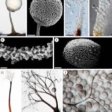 Attēlu rezultāti vaicājumam “Comatricha elegans var. microspora”