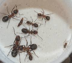 Attēlu rezultāti vaicājumam “Formica rufa pupa”