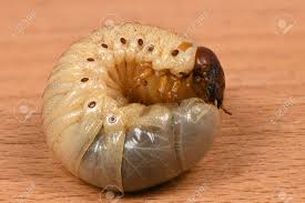 Attēlu rezultāti vaicājumam “Oryctes nasicornis larva”