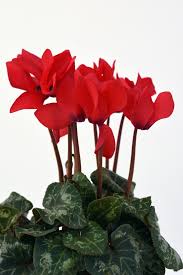 Image result for Cyclamen persicum
