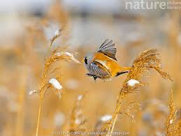 Attēlu rezultāti vaicājumam “Panurus biarmicus male”