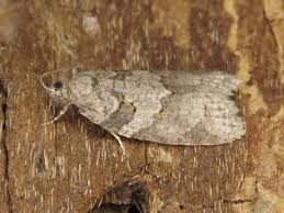 Attēlu rezultāti vaicājumam “Eana incanana”