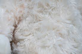 Image result for white rabbit skin texture