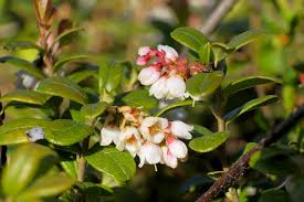 Attēlu rezultāti vaicājumam “Vaccinium vitis-idaea bud”