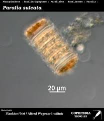 Attēlu rezultāti vaicājumam “Laurilia sulcata”