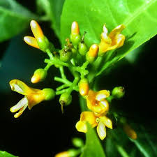 Attēlu rezultāti vaicājumam “Linaceae”