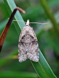 Attēlu rezultāti vaicājumam “Capua vulgana”