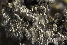 Attēlu rezultāti vaicājumam “Parmeliella triptophylla”