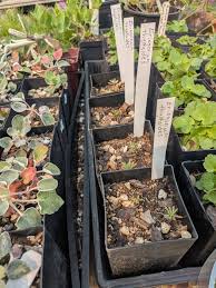 Attēlu rezultāti vaicājumam “Enteridium liceoides young”