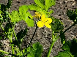 Attēlu rezultāti vaicājumam “Chelidonium majus bud”