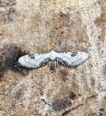 Attēlu rezultāti vaicājumam “Eupithecia centaureata”