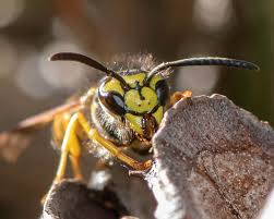 Attēlu rezultāti vaicājumam “Vespula rufa”