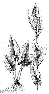 Image result for Sauerampfer