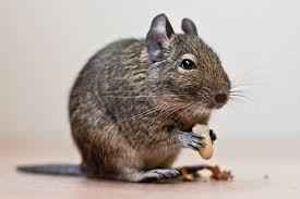 Картинки по запросу белку зажевало в диск