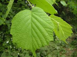 Attēlu rezultāti vaicājumam “Corylus avellana leaf”