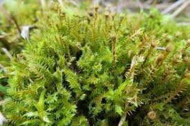 Attēlu rezultāti vaicājumam “Meesia triquetra”