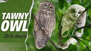 Image result for Strix aluco