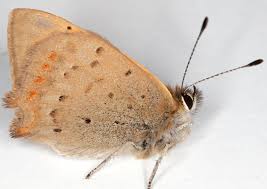 Attēlu rezultāti vaicājumam “Lycaena phlaeas male”