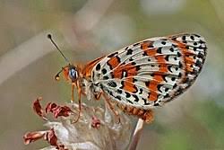 Attēlu rezultāti vaicājumam “Melitaea didyma male”