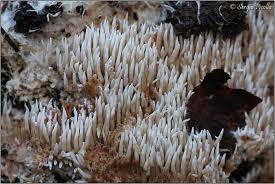 Attēlu rezultāti vaicājumam “Hydnocristella himantia”