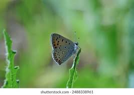 Attēlu rezultāti vaicājumam “Lycaena alciphron underside”