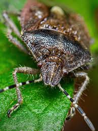 Attēlu rezultāti vaicājumam “Coreus marginatus imago”