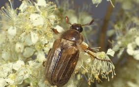 Attēlu rezultāti vaicājumam “Amphimallon solstitiale”