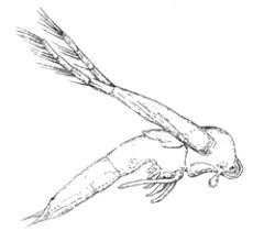 Attēlu rezultāti vaicājumam “Leporida”