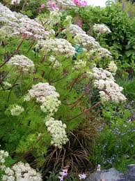 Attēlu rezultāti vaicājumam “Selinum carvifolia flower”