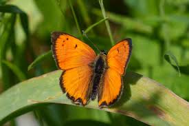 Attēlu rezultāti vaicājumam “Lycaeniinae”