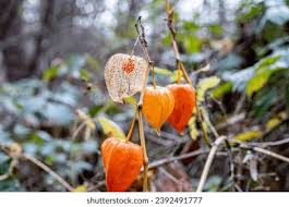 Attēlu rezultāti vaicājumam “Physalis alkekengi leaf”