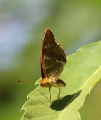 Attēlu rezultāti vaicājumam “Argynnis paphia underside”